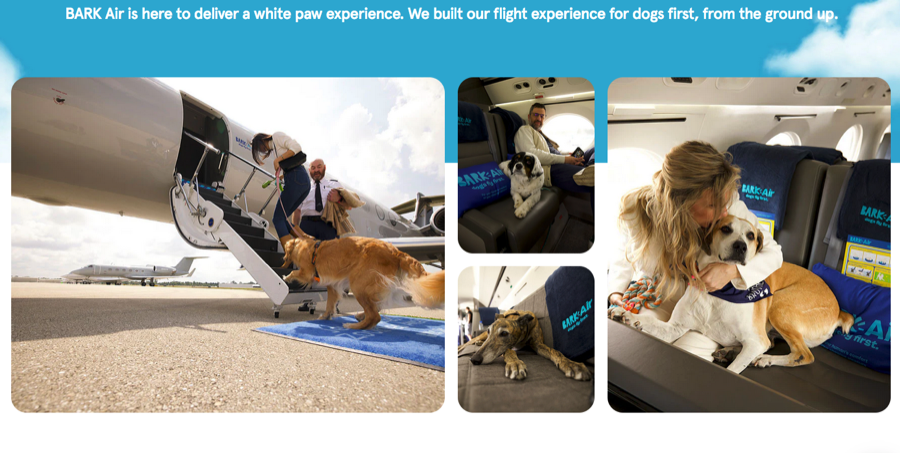 Bark Air la compagnie aérienne des chiens et chats