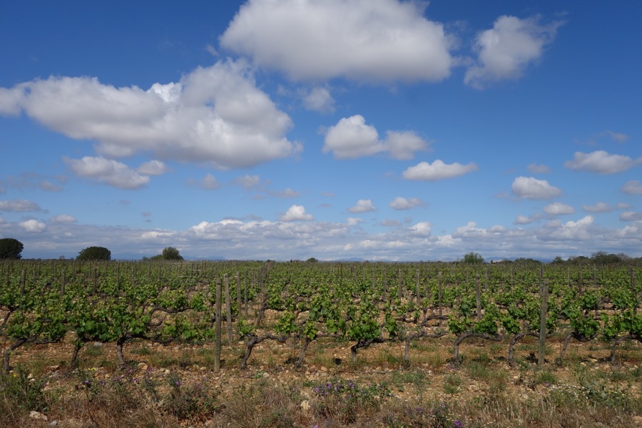 mas baux vignes